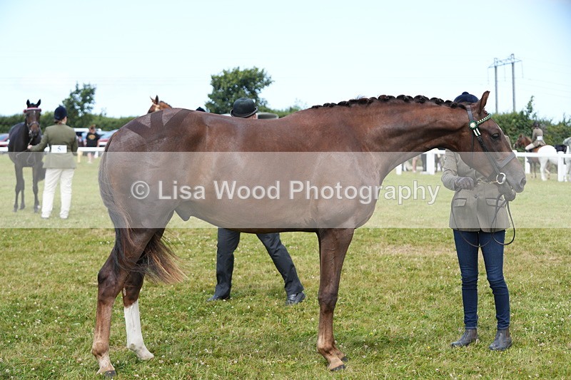 DSC06223 - Class 54: Hunter/Riding Horse/Hack 1 & 2 yr olds