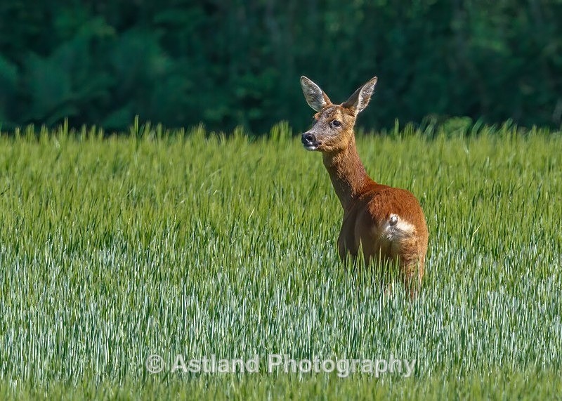Astland Photography, Bird and Wildlife Images, Susan and Peter Wilson, U.K.
