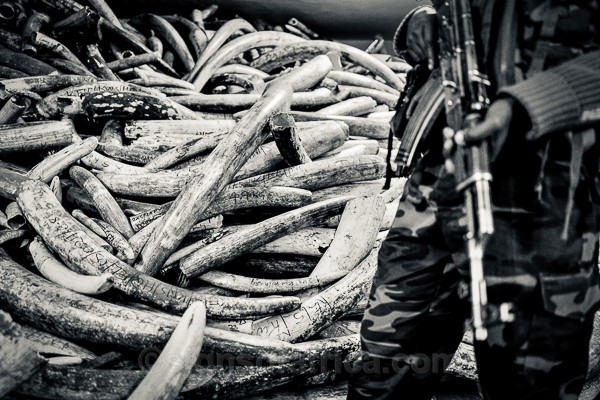 Kenya, Ivory, Elephant, Tusk, KWS, Ranger