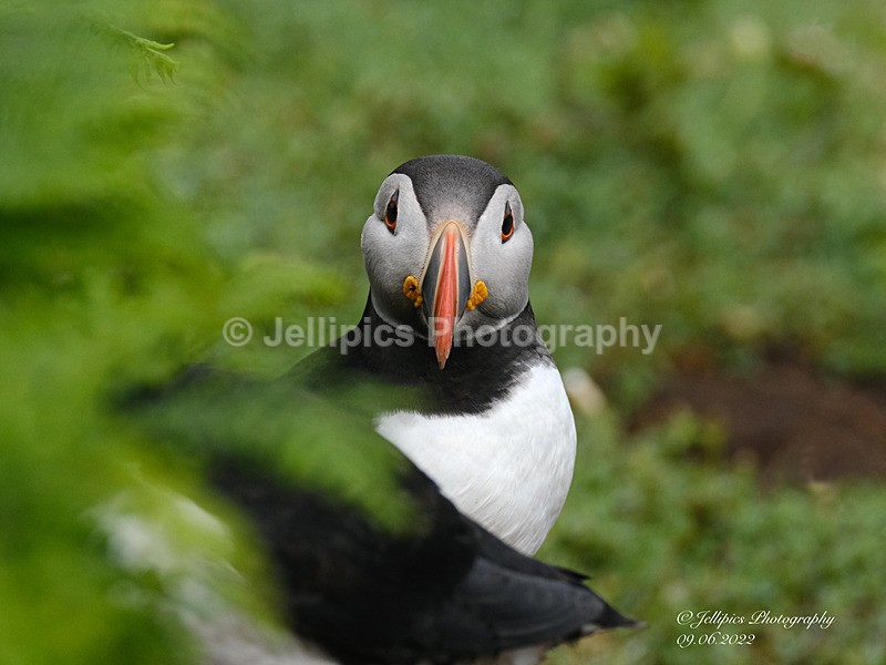  - Wildlife and Nature