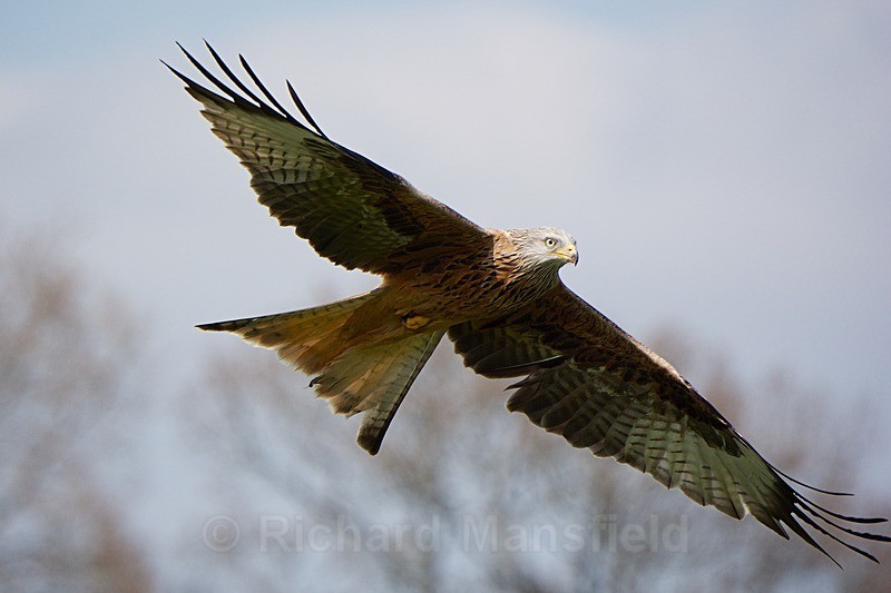  - Red Kites