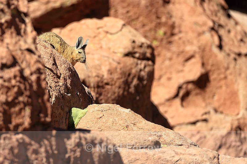 Southern Mountain Viscacha among rocks, Antofagasta Region, Chile - Viscacha