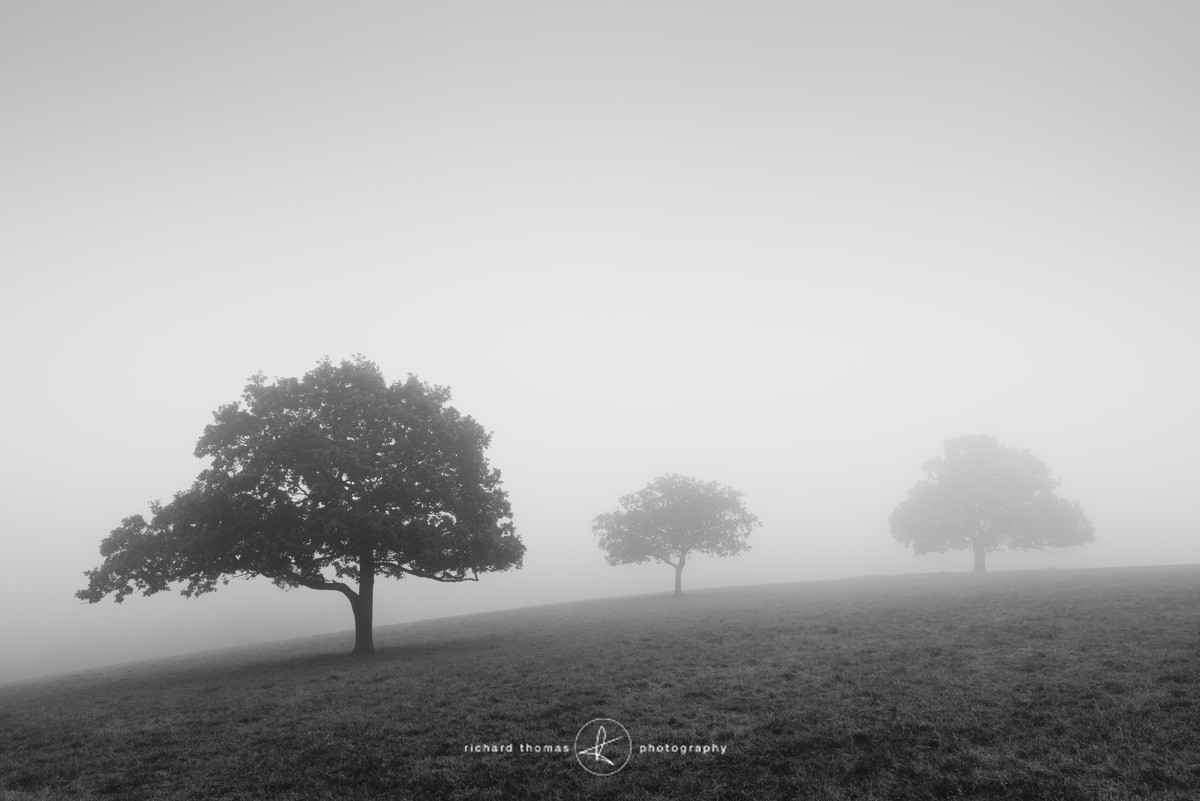 Mist tripartition - Mono Mist Trees