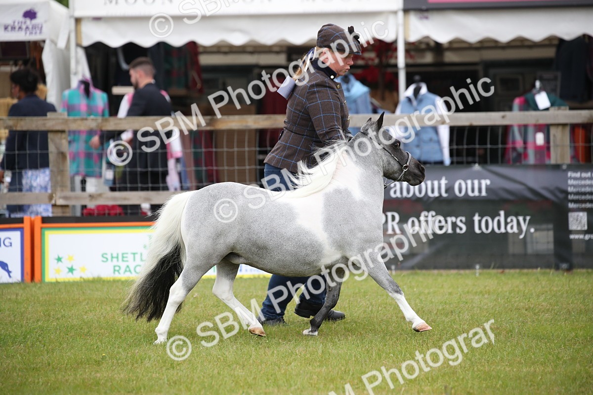 SBM_03897 - Class 23-25 - British Miniature Horse of the Year