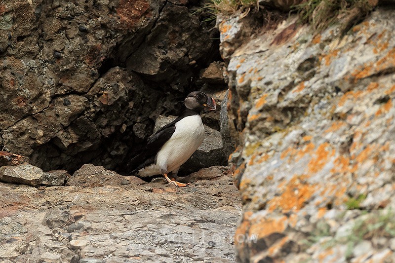 Horned Puffin (eclipse plumage), Duck Island, Alaska - Horned Puffin