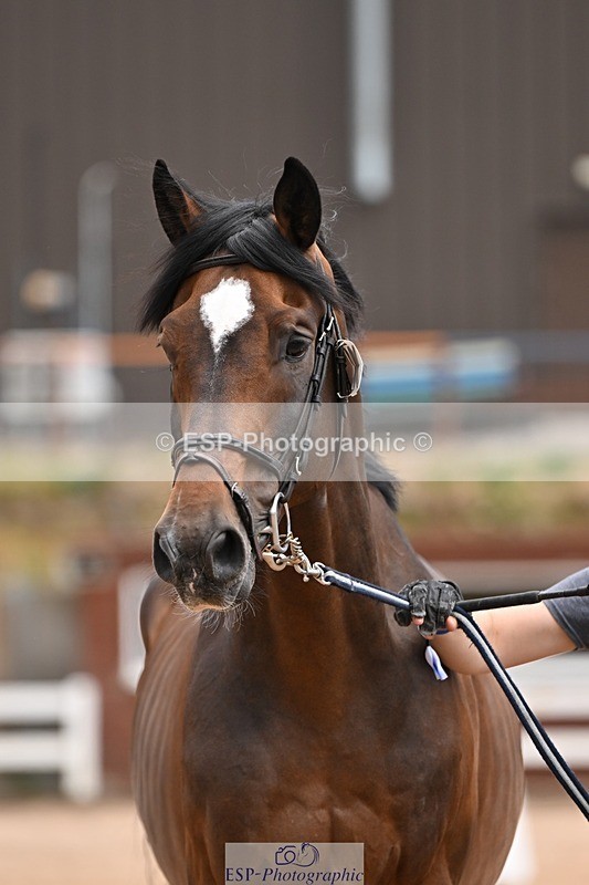 250716-145125-01455 - Trot Up 2.30 to 3.30