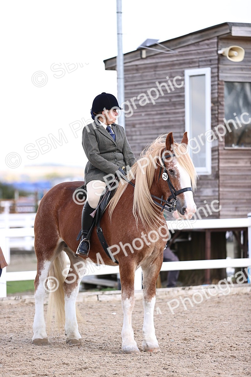 SBM_14395 - Class 412 - Handsomest Gelding (IH or Ridden)Adult