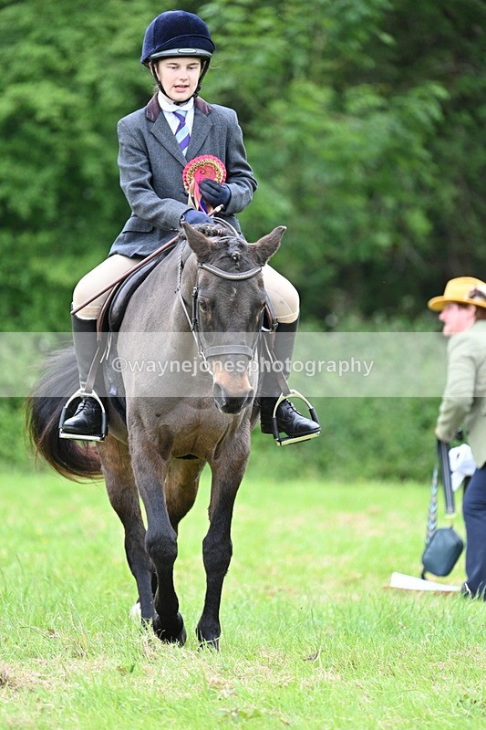 WJ7_4567 - Class 14B Prettiest Mare