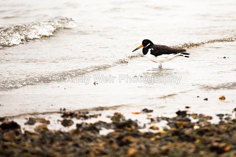 20130930-3K8A6391 - Oyster Catcher