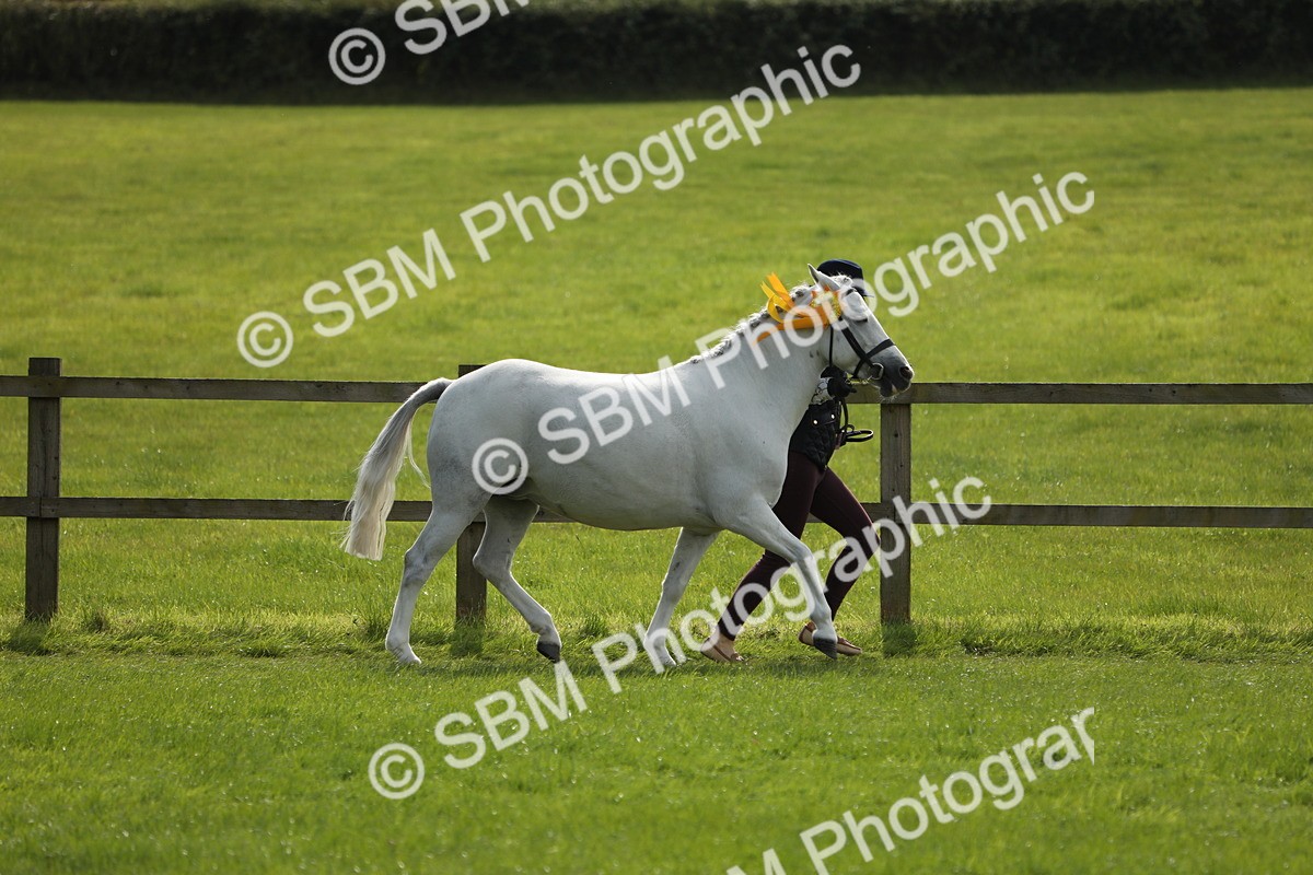 SBM_65647 - S48 - Show Pony & Show Hunter Pony In Hand