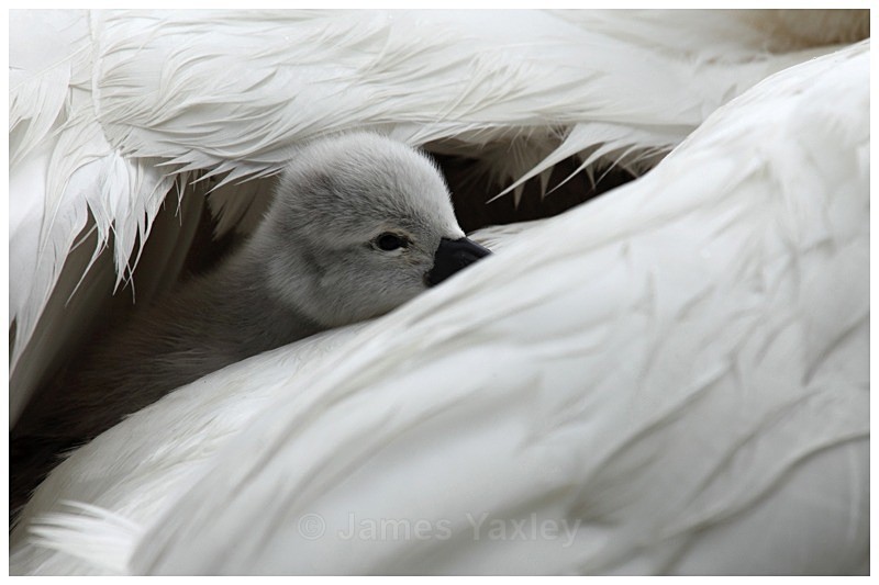 Cygnet - Best of British Wildlife