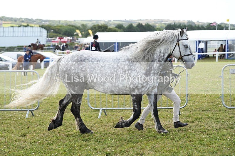 DSC05703 - Class 51: NPS M&M 4 years and over Large Breeds