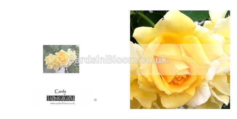 038 Single yellow Rose - FLORAL GREETING CARDS
