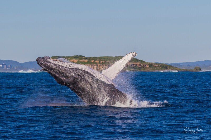 0A3A3187 - 2024 Whale Photos