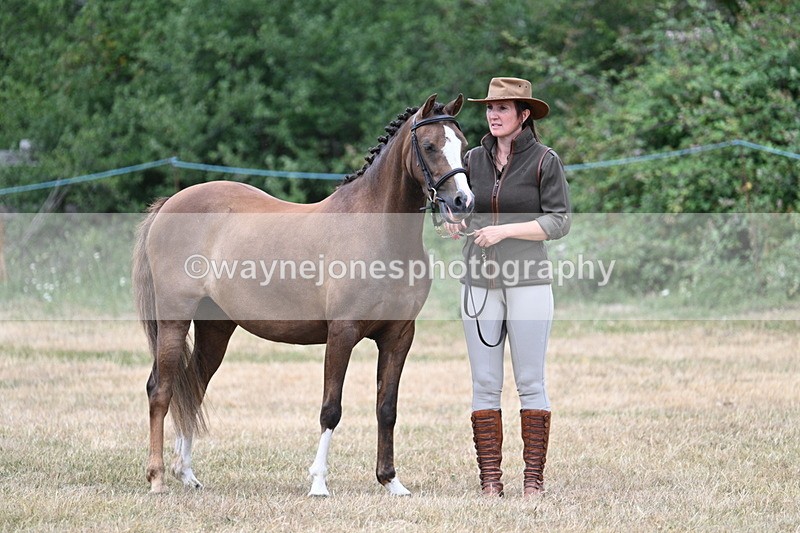 WJ7_1478 - Class 4 Prettiest Mare up to 14.2hh in hand