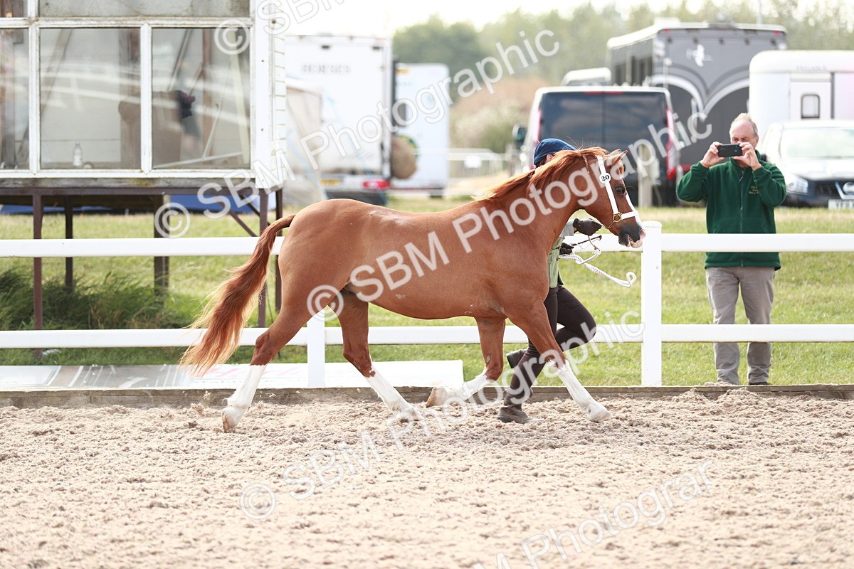 SBM_13875 - Class 209 IH Veteran Pony