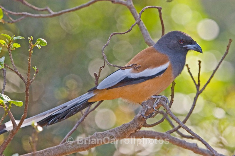Treepie - Indian Tiger Safari Tour 08