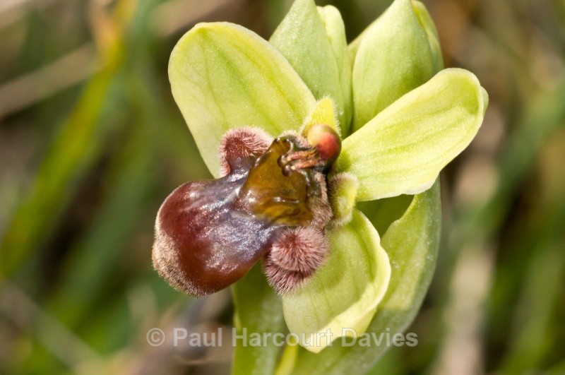 Bumble-bee orchid (Ophrys bombyliflora) - Orchids - Ophrys