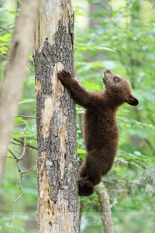 Black Bear cub scales tree quickly, Minnesota - American Black Bear
