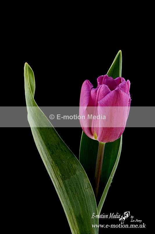 080420 -185925a - Nature