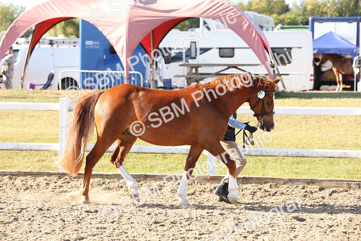 SBM_11653 - Class 203 - Young Handler 11 to 16 years