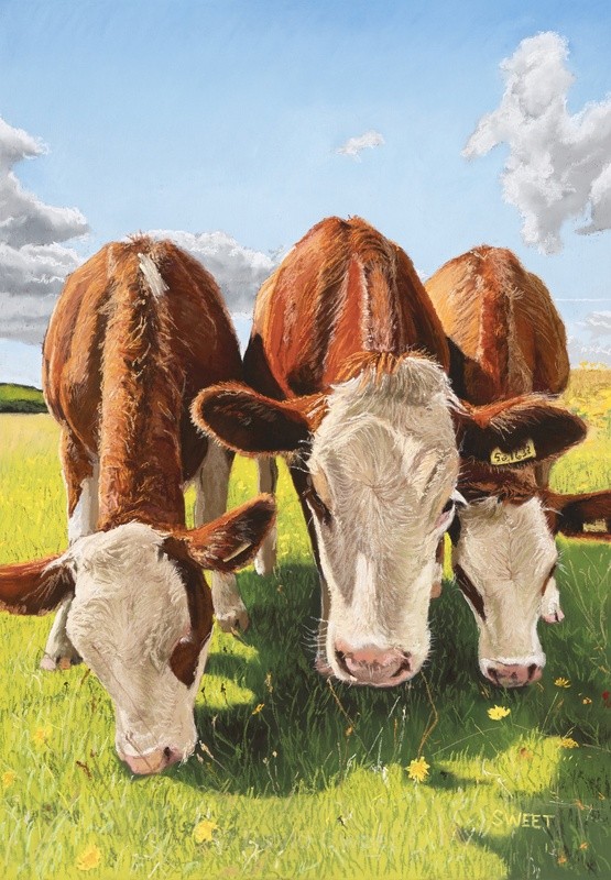 Cumbrian Cows - Paintings