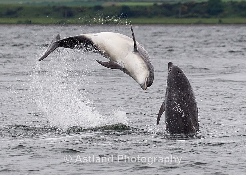 Astland Photography, Bird and Wildlife Images, Susan and Peter Wilson, U.K.