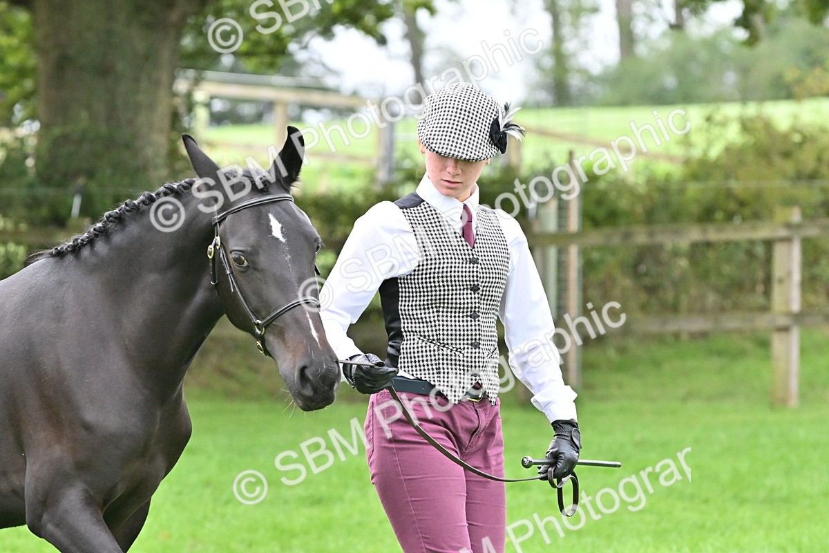 SBM_57539 - S46 - Part Bred Arab & Native Pony In Hand