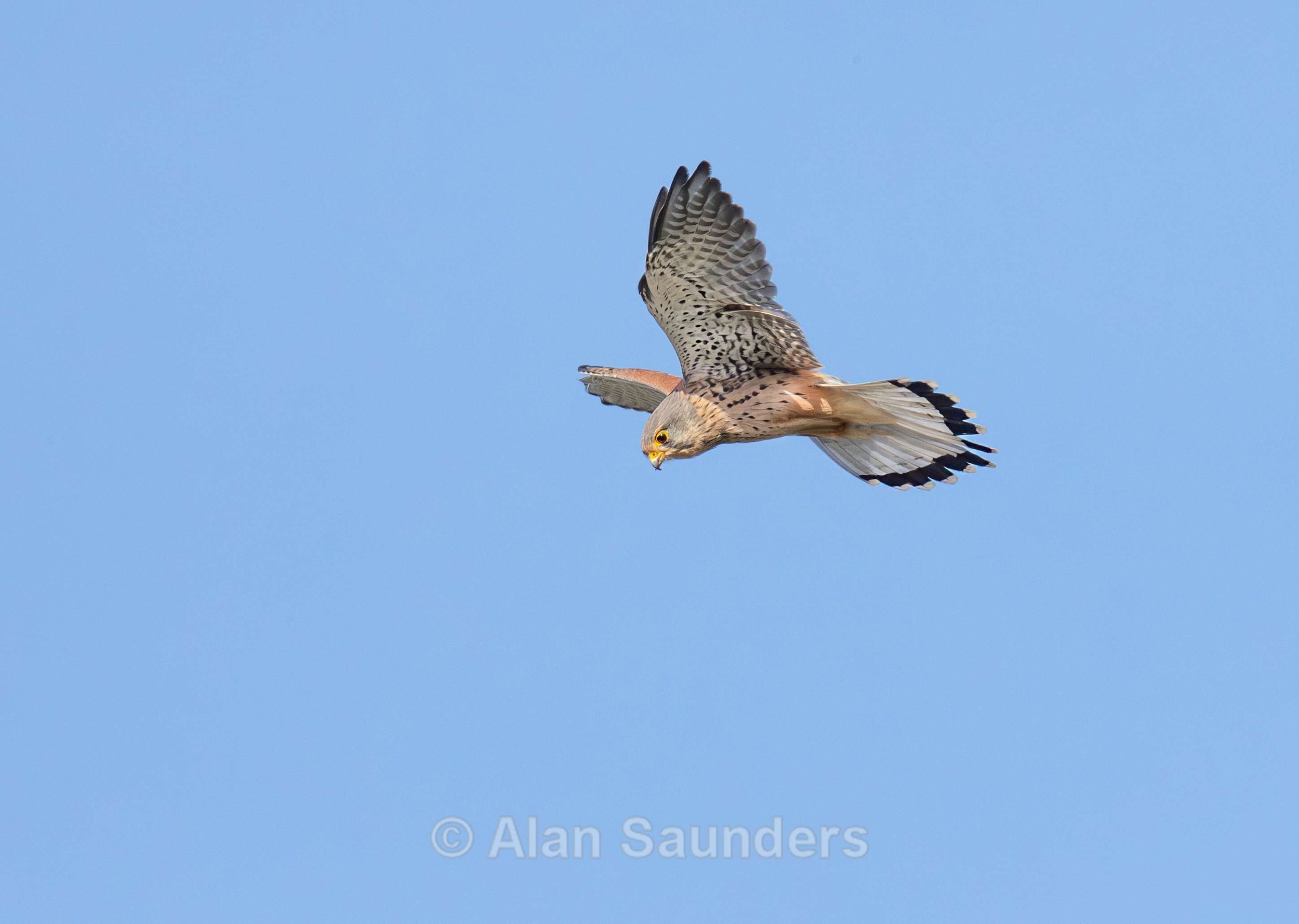 Kestrel 4