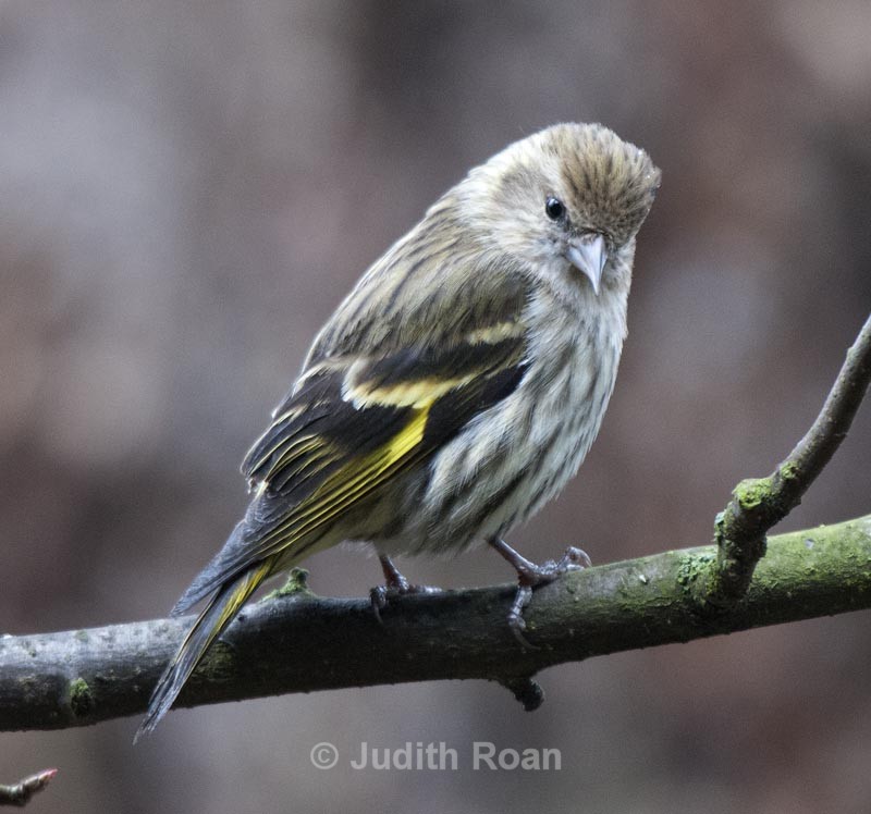 Pine Siskin - Backyard Birds of Mercer Island