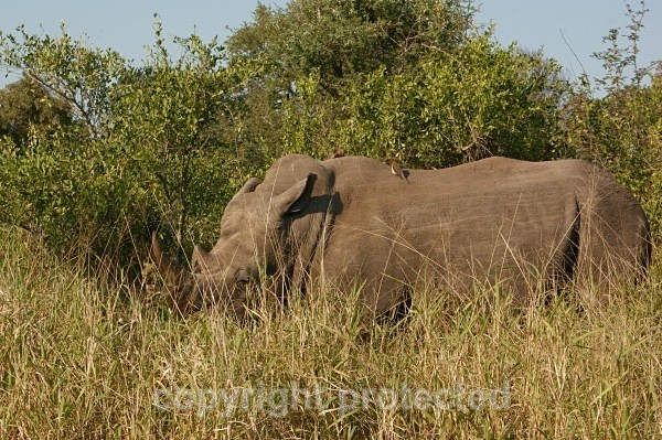 White Rhino - Krüger NP, South Africa - African Wildlife