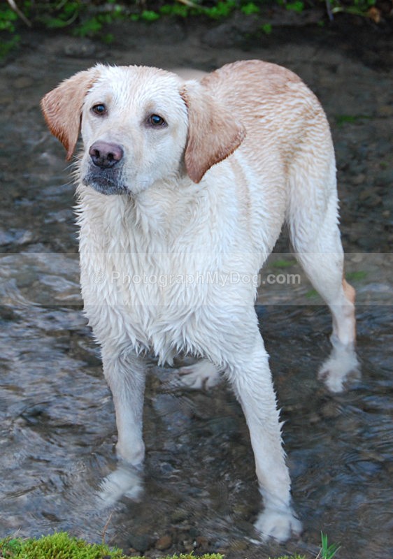  - Golden Retrievers