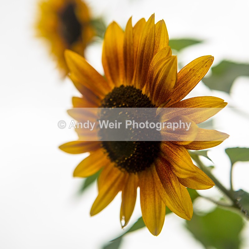 20131002-3K8A6741 - Plants & Flowers