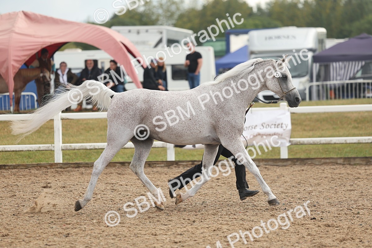 SBM_07918 - Class 28 - IH Veteran Horse