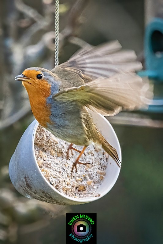 BBG-03-Garden Robin in Flight, Oban, Argyll - Countryside & Garden Birds