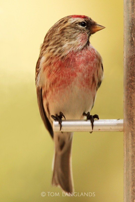 Lesser Redpoll - All Other Birds
