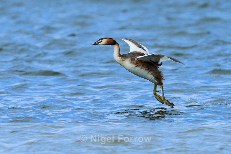 Great Crested Grebe about to land in the water at Farmoor Reservoir - Great Crested Grebe