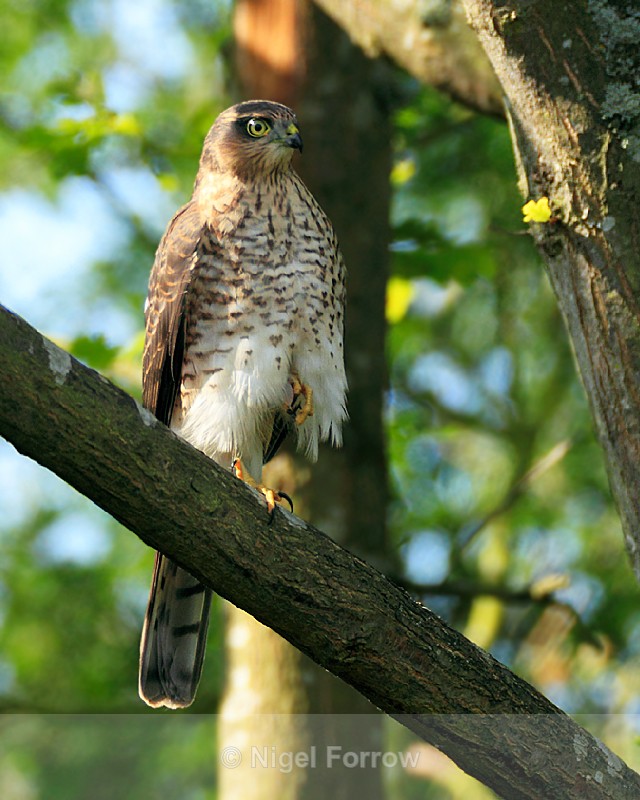 Sparrowhawk (juvenile) perched on a branch - Sparrowhawk