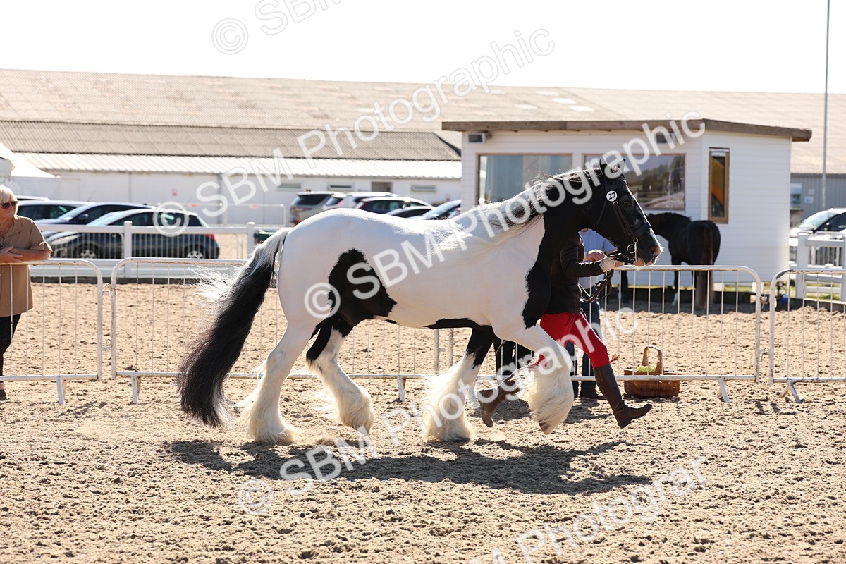 SBM_12908 - Class 206 - IH Non Show Type Pony