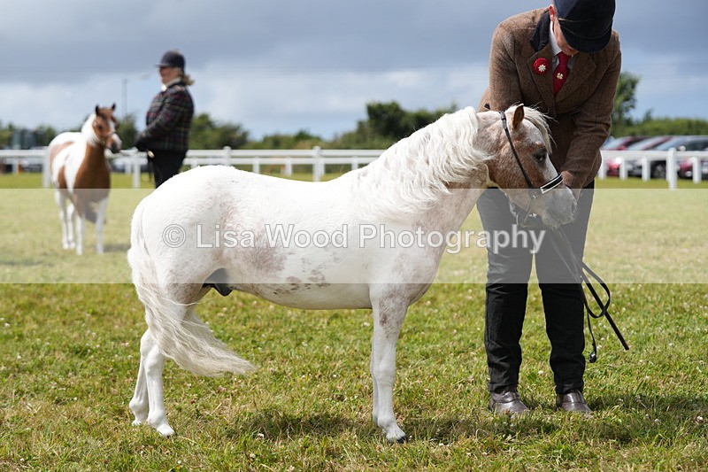 DSC06925 - Class 60: Coloured Pony 4yrs & over