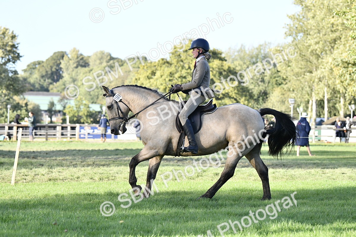 SBM_53528 - S14 - Riding Club Horse