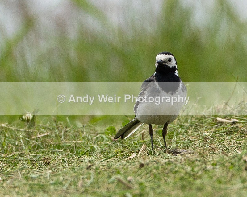 20110615-IMG_5830 - Pipits & Wagtails