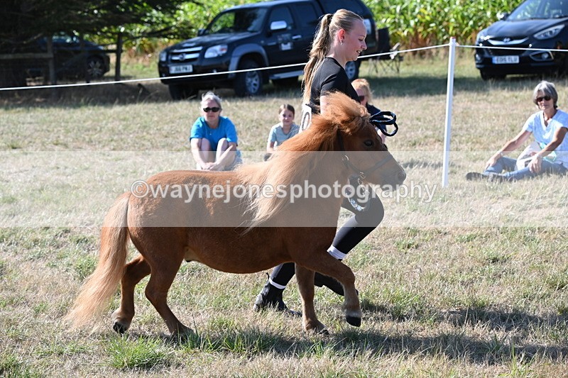 WJ6_7285 - Class 33 Rescue Pony
