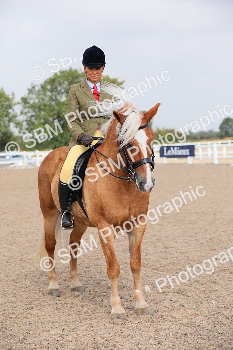SBM_11502 - Class 305 Ridden Foreign Breeds- Pure Bred