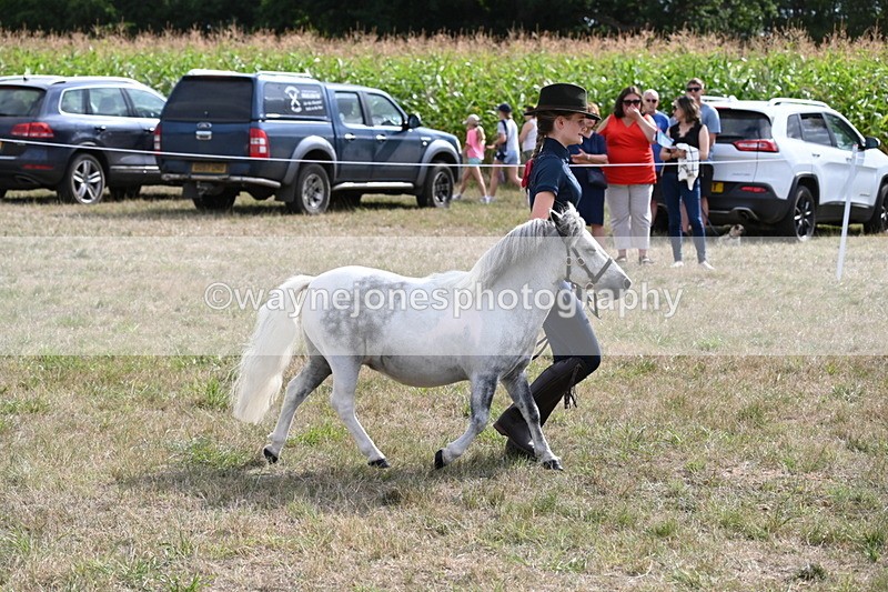 WJ6_7081 - Class 21 Shetland & Mini Horses