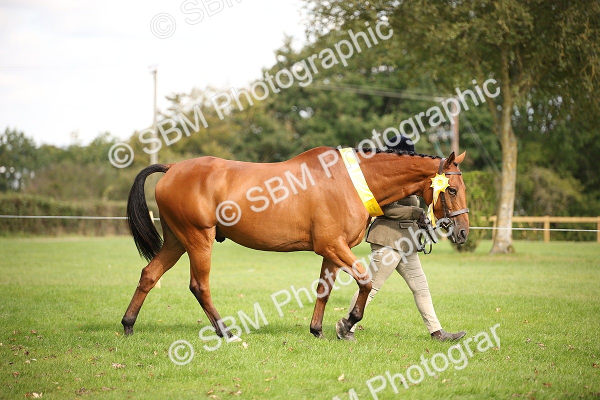 SBM_62903 - In Hand Horse Supreme Championship
