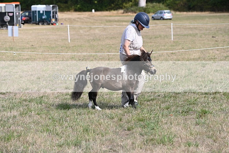 WJ6_6822 - Class 21 Shetland & Mini Horses