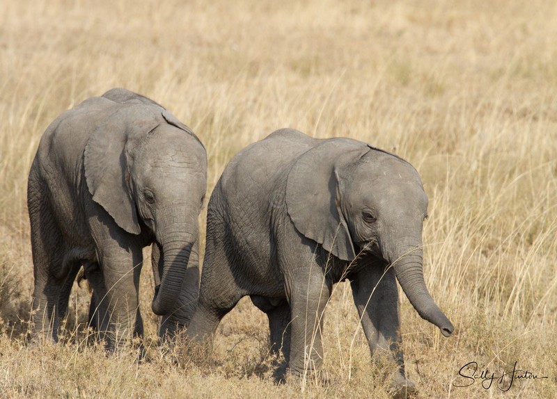 Masai Mara Elephants 5