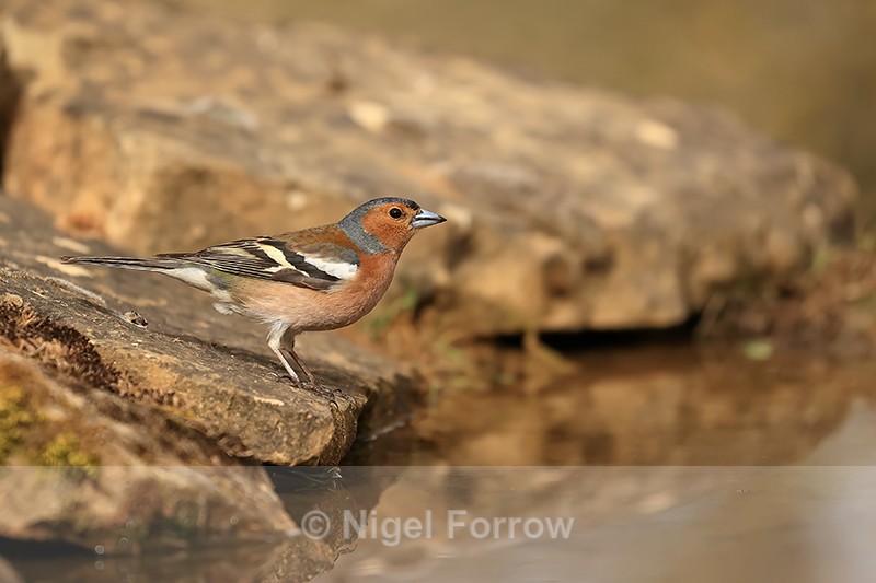 Chaffinch (male) at drinking pool, Claret, Spain - Common Chaffinch