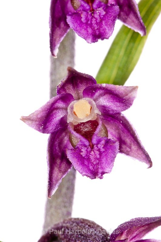  - WB: Orchids - Various
